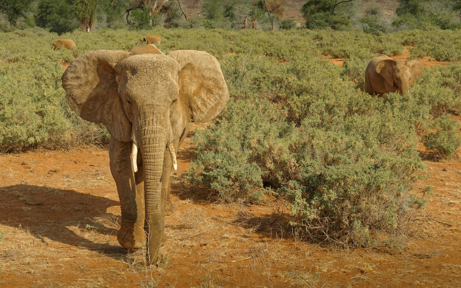 Close-Up of Majestic Elephant in a Natural African Environment