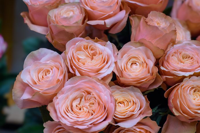 Buket mawar peach segar dari dekat