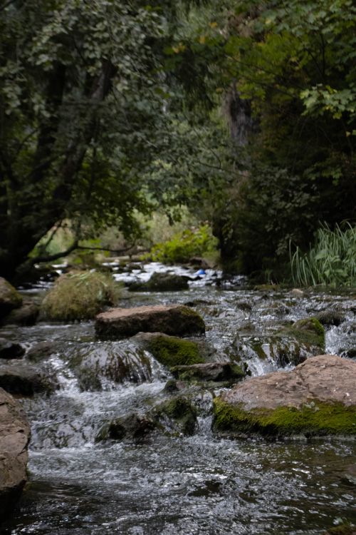 Free Stream flowing through a lush forest with moss-covered rocks and vibrant greenery. Stock Photo