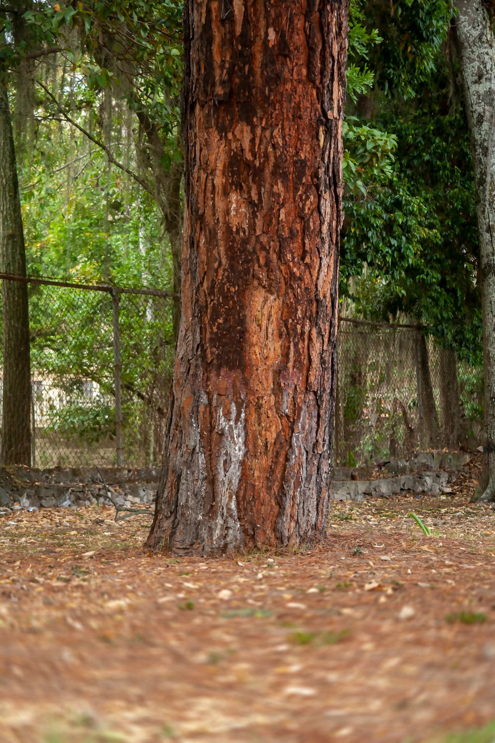Low Rise Tree Trunk Tall Tree Trunk in Mérida Woodland · Free Stock Photo