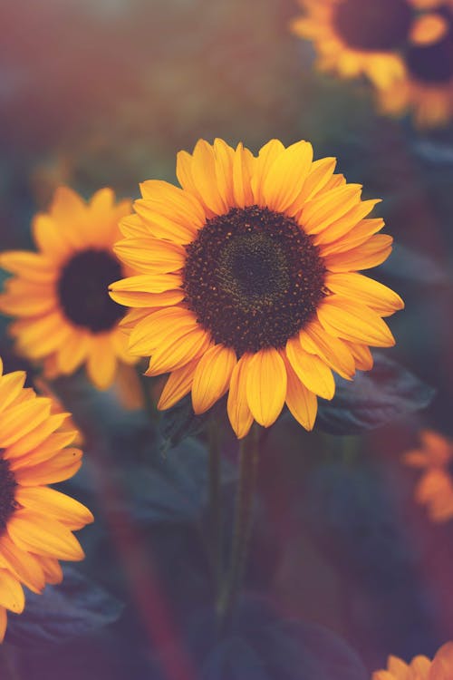 Photo of Sunflower