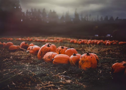 Clusters Of Pumpkin Scattered In The Field