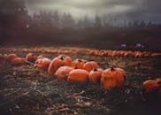 在戏剧性的天空下，宁静的南瓜地捕捉到了秋天和收获的本质