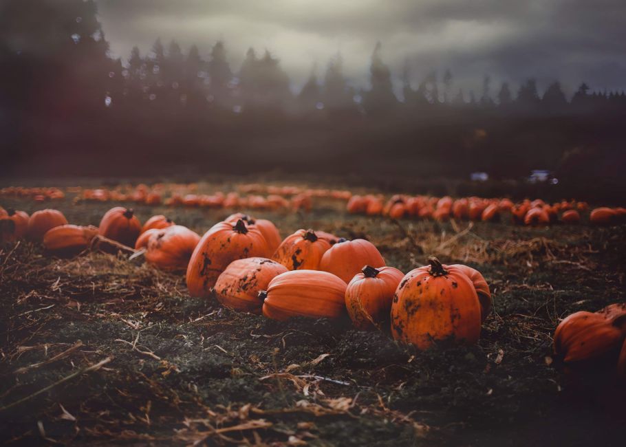 A serene pumpkin patch under dramatic skies, capturing the essence of fall and harvest.