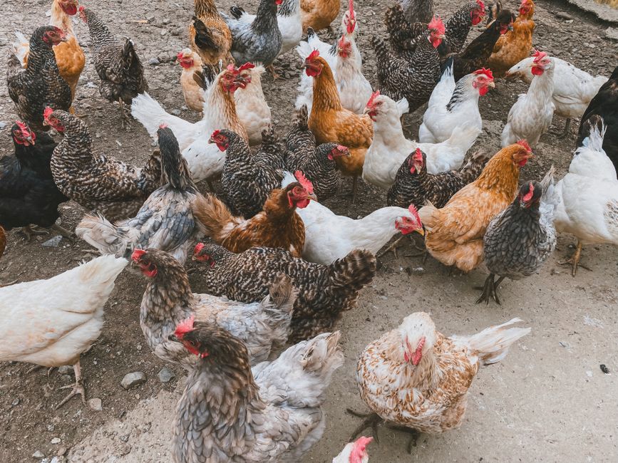 A diverse flock of chickens in various colors roaming a farmyard.