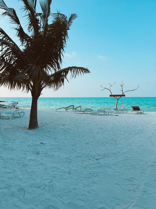 Free Serene Maldives beach with palm trees and lounge chairs under blue sky. Stock Photo