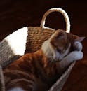 Charming Ginger Kitten Relaxing in a Cozy Wicker Basket