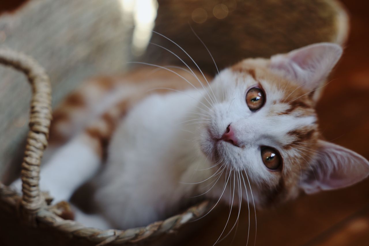 charming ginger kitten with bright eyes curiously peeks out of a baske