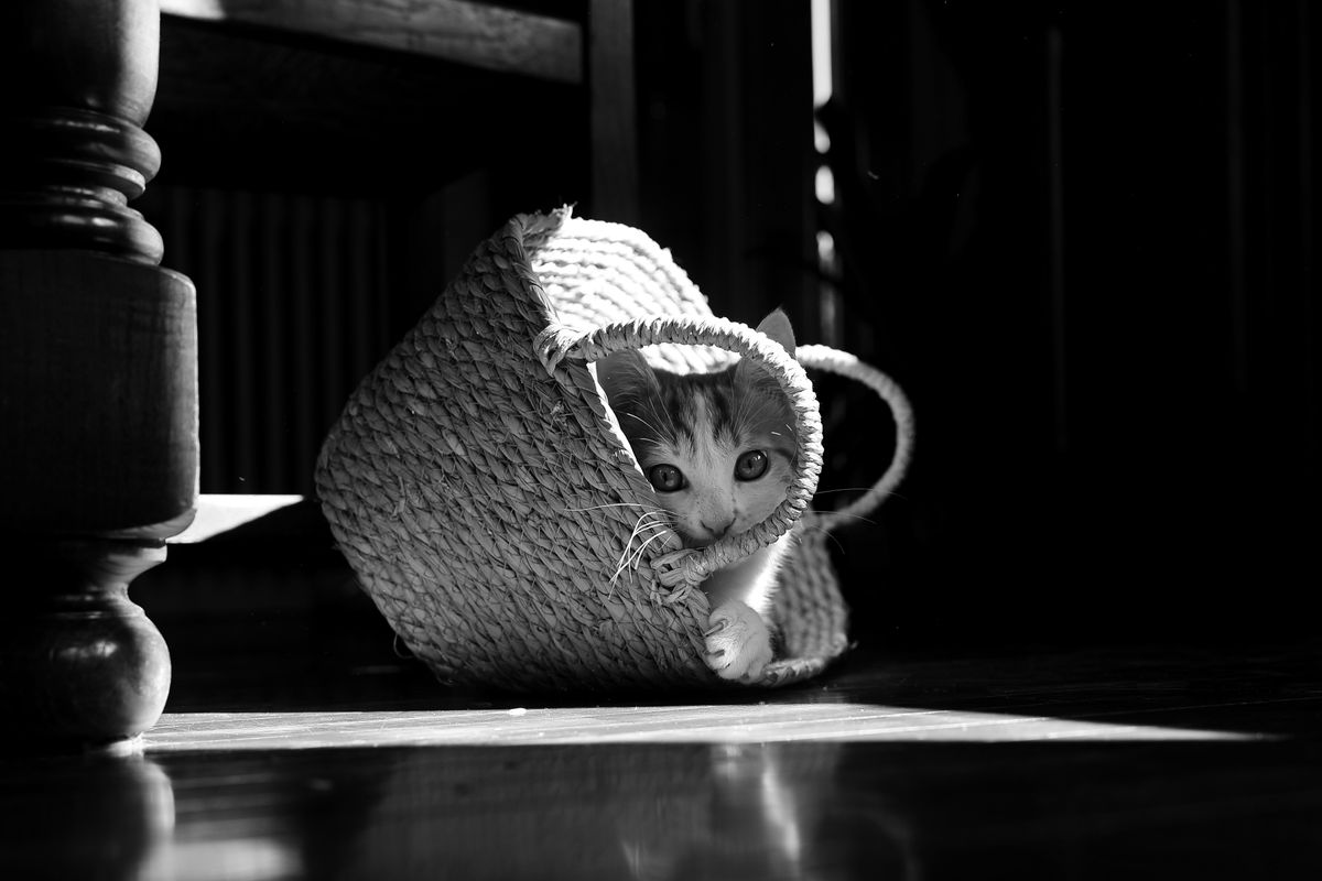 Un chaton joueur sort d’un panier dans un décor noir et blanc, soulignant sa curiosité.