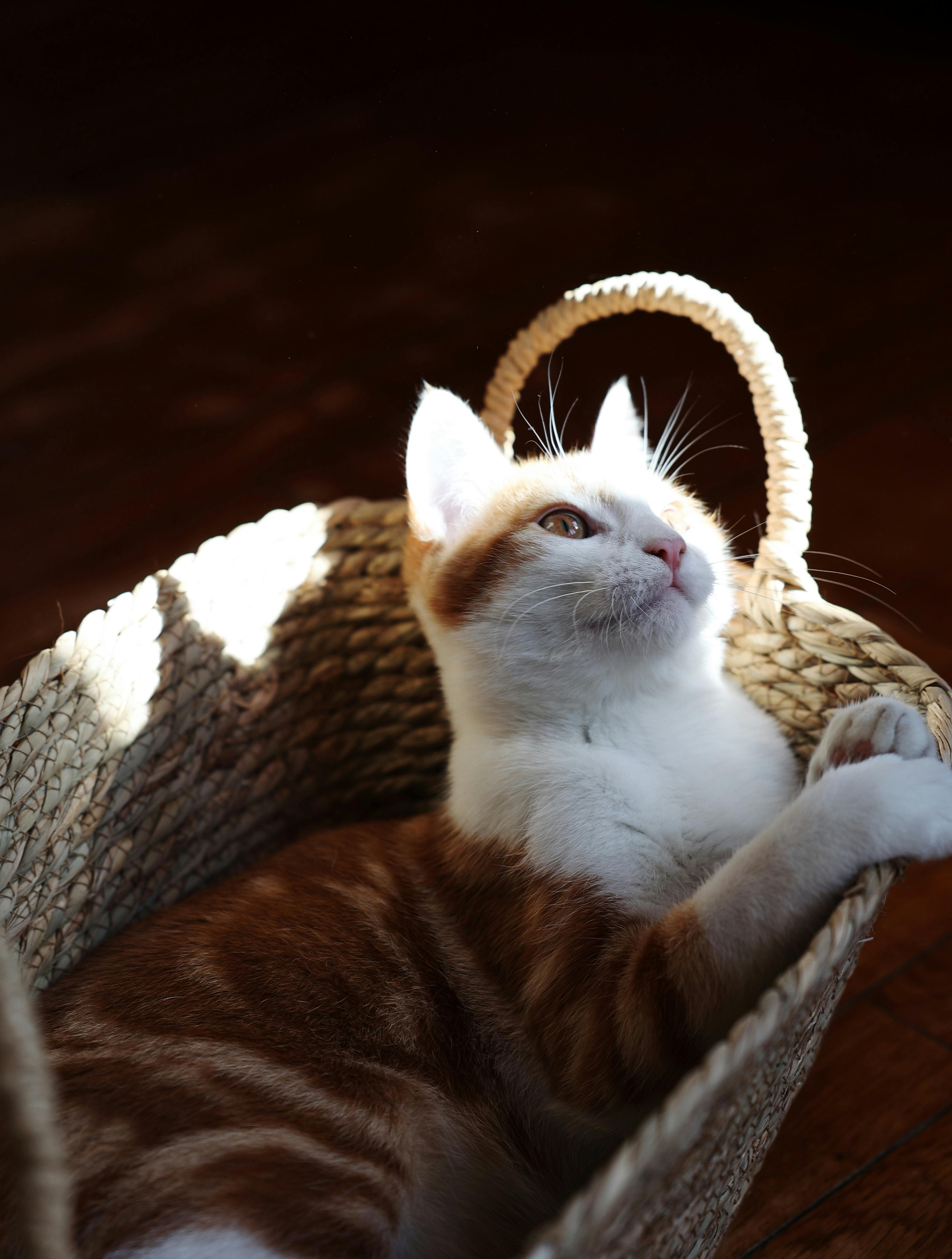 Adorable ginger kitten lounging in a sunlit wicker basket indoors.
