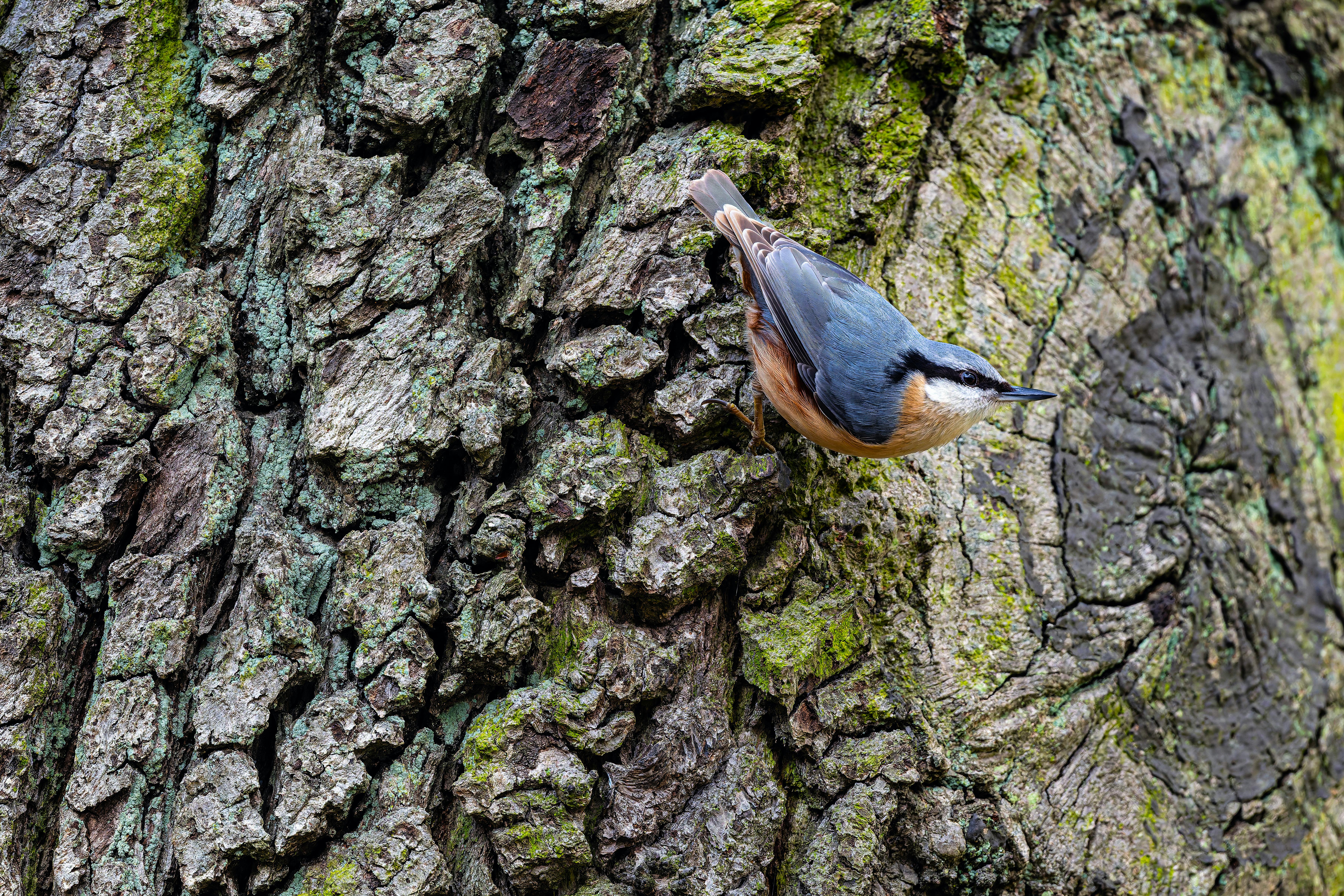 Close-up of a Eurasian nuthatch perched on tree bark in Bremen, ideal for nature photography.