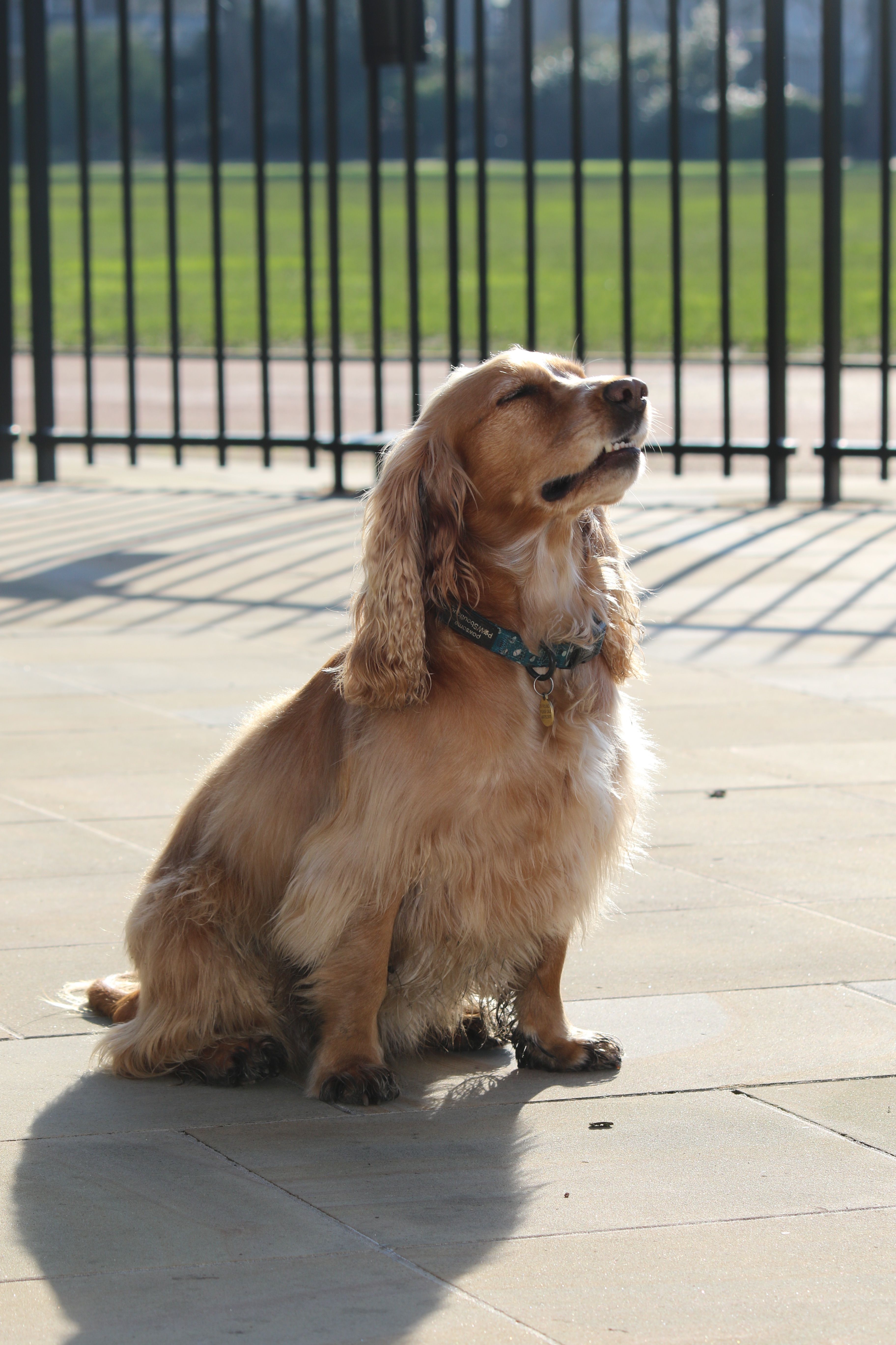 Golden Cocker Spaniel Enjoying Sunshine Outdoors · Free Stock Photo