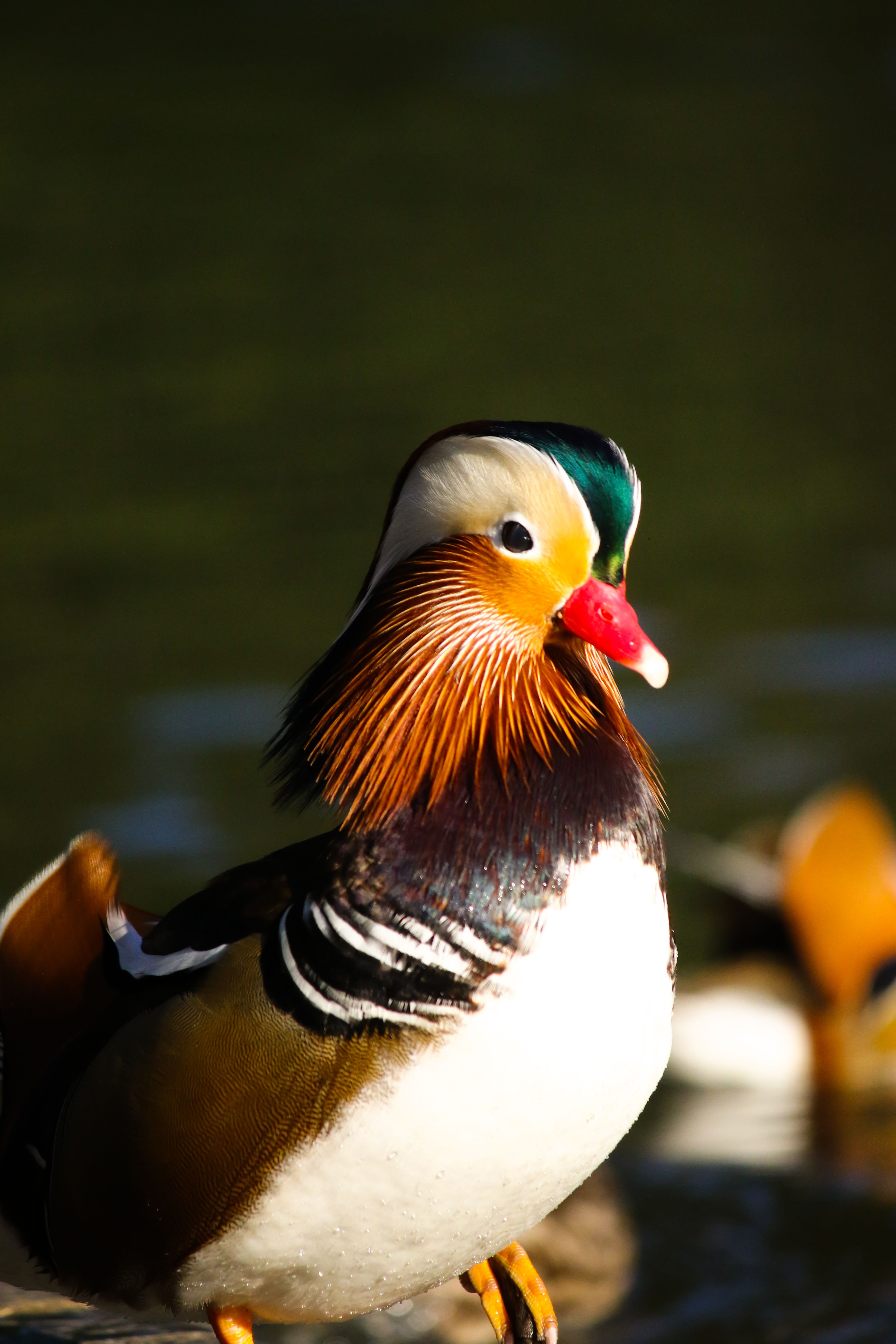 Colorful Mandarin Duck Posing in Natural Habitat · Free Stock Photo