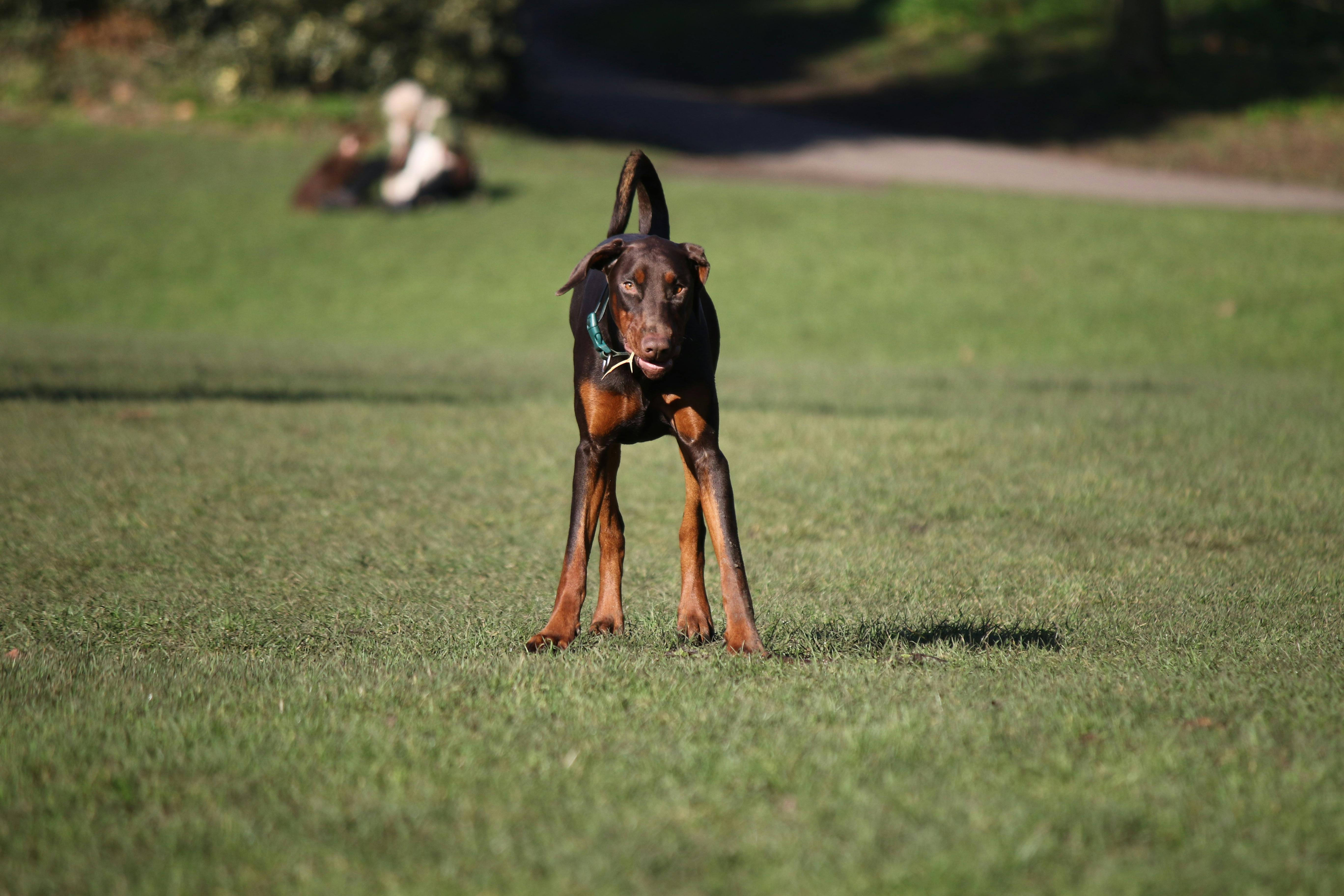 Doberman Pinscher With Children