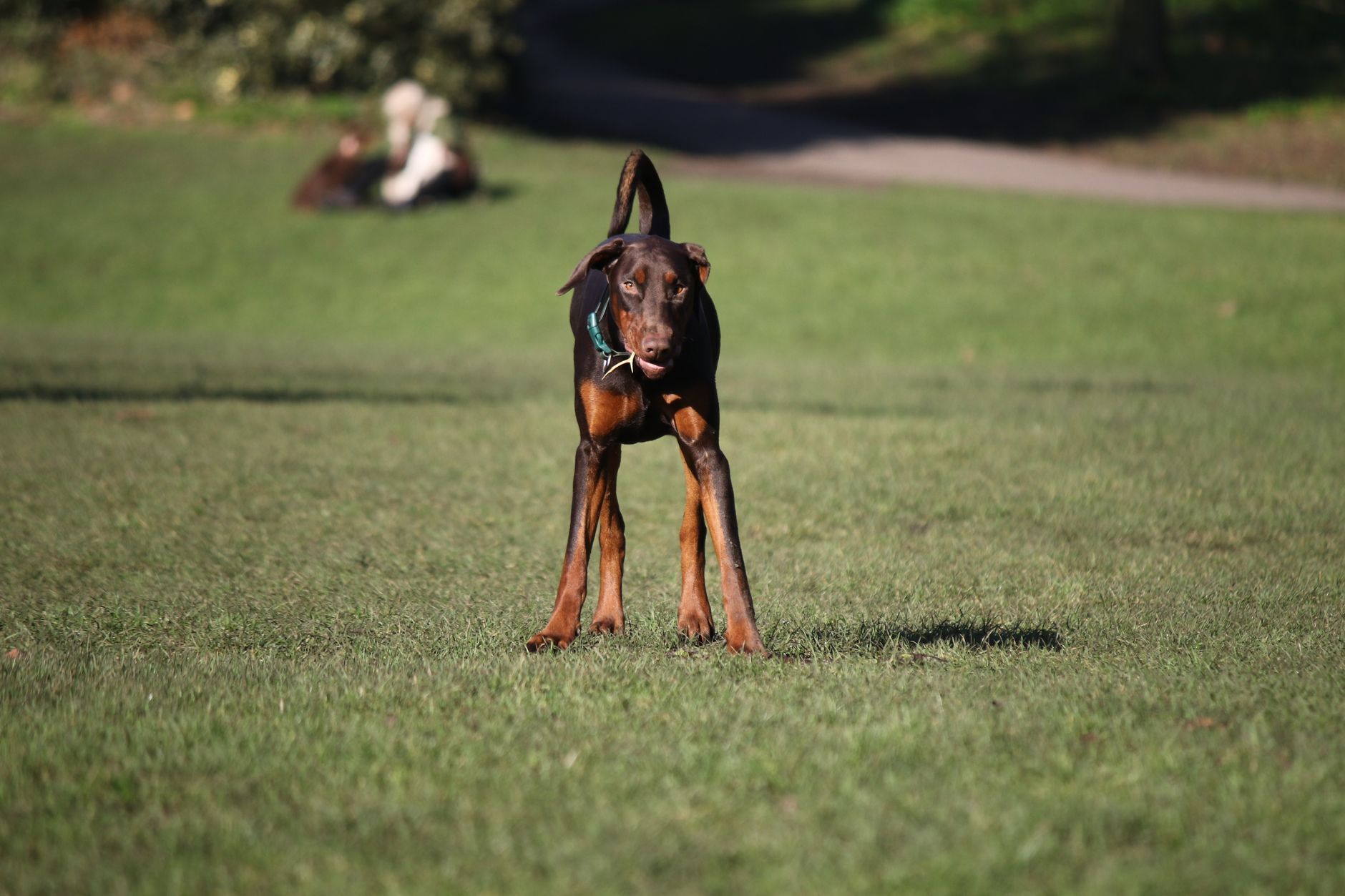 An attentive Doberman Pinscher standing alert on a grassy field in a park.