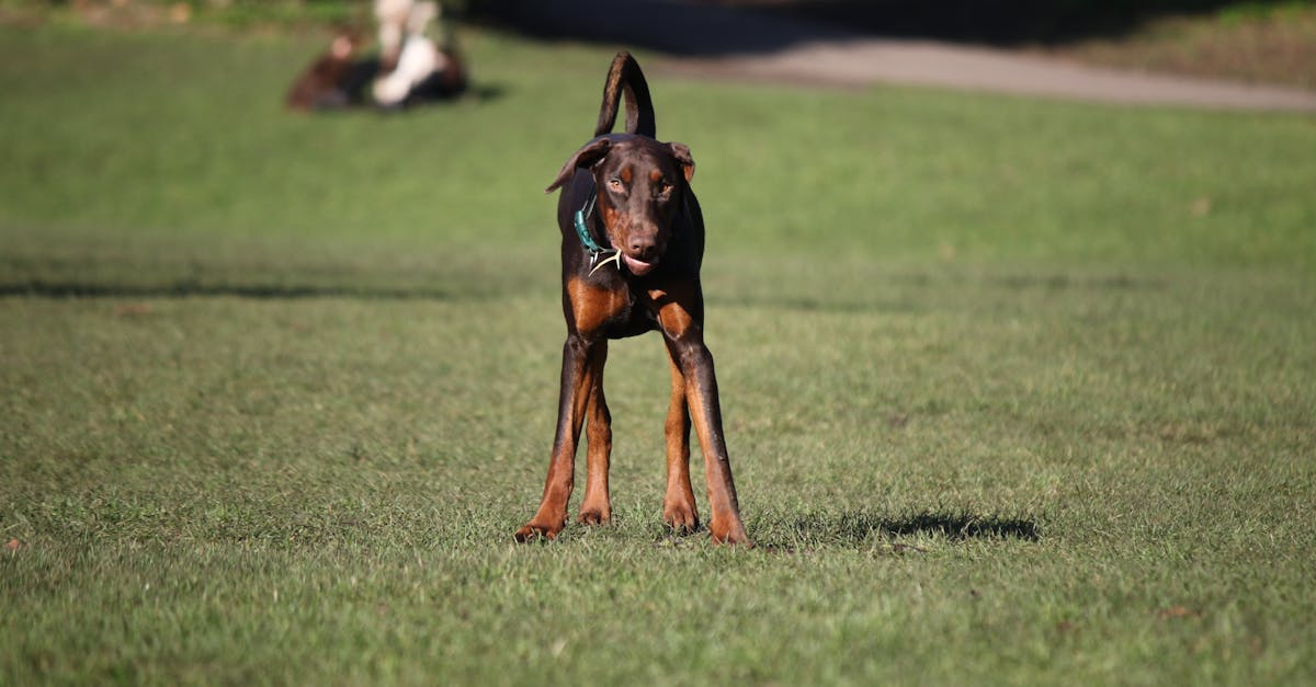 Doberman Pinscher With Children