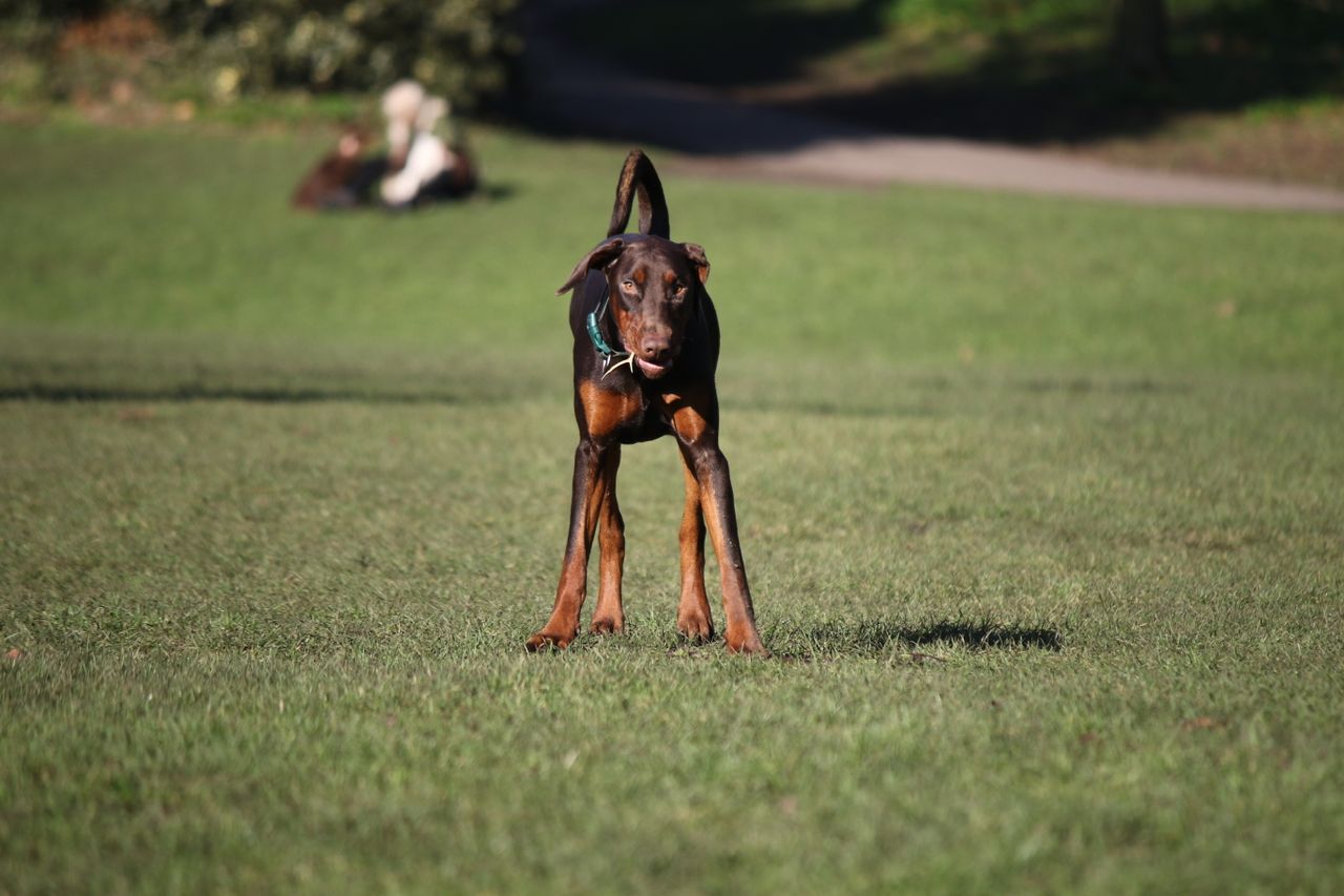 an attentive doberman pinscher standing alert on a grassy field in a p