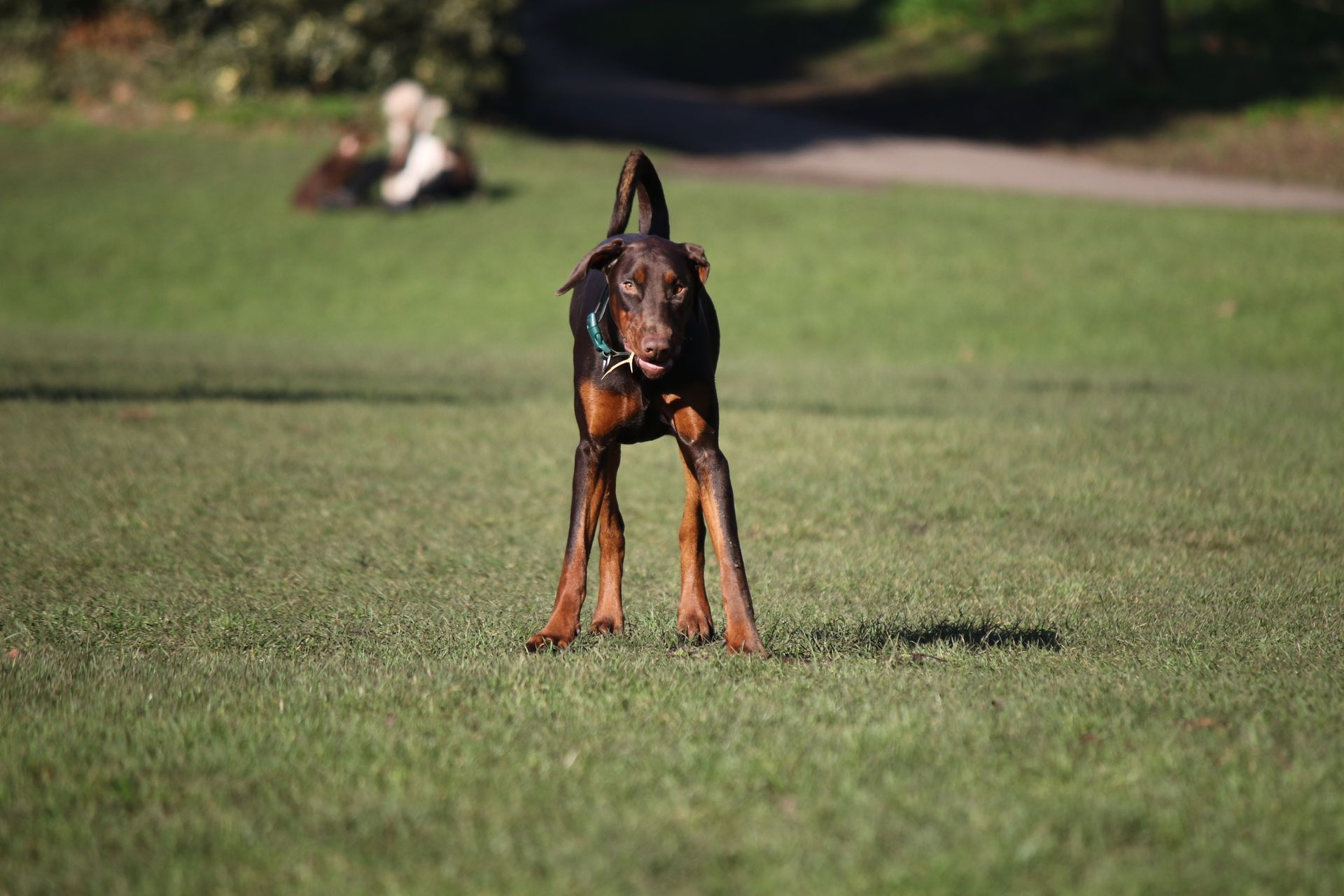 An attentive Doberman Pinscher standing alert on a grassy field in a park.