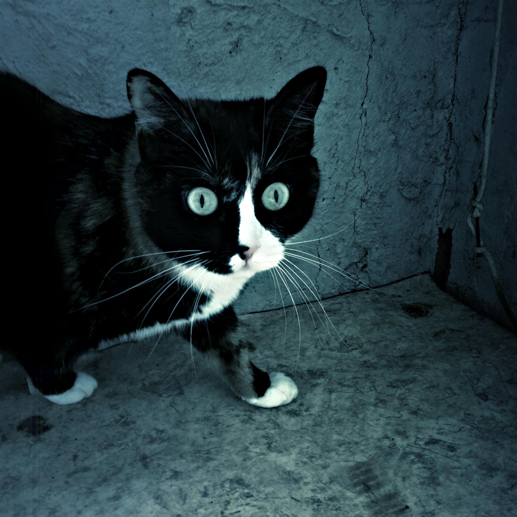 Free stock photo of cat, dark, fear