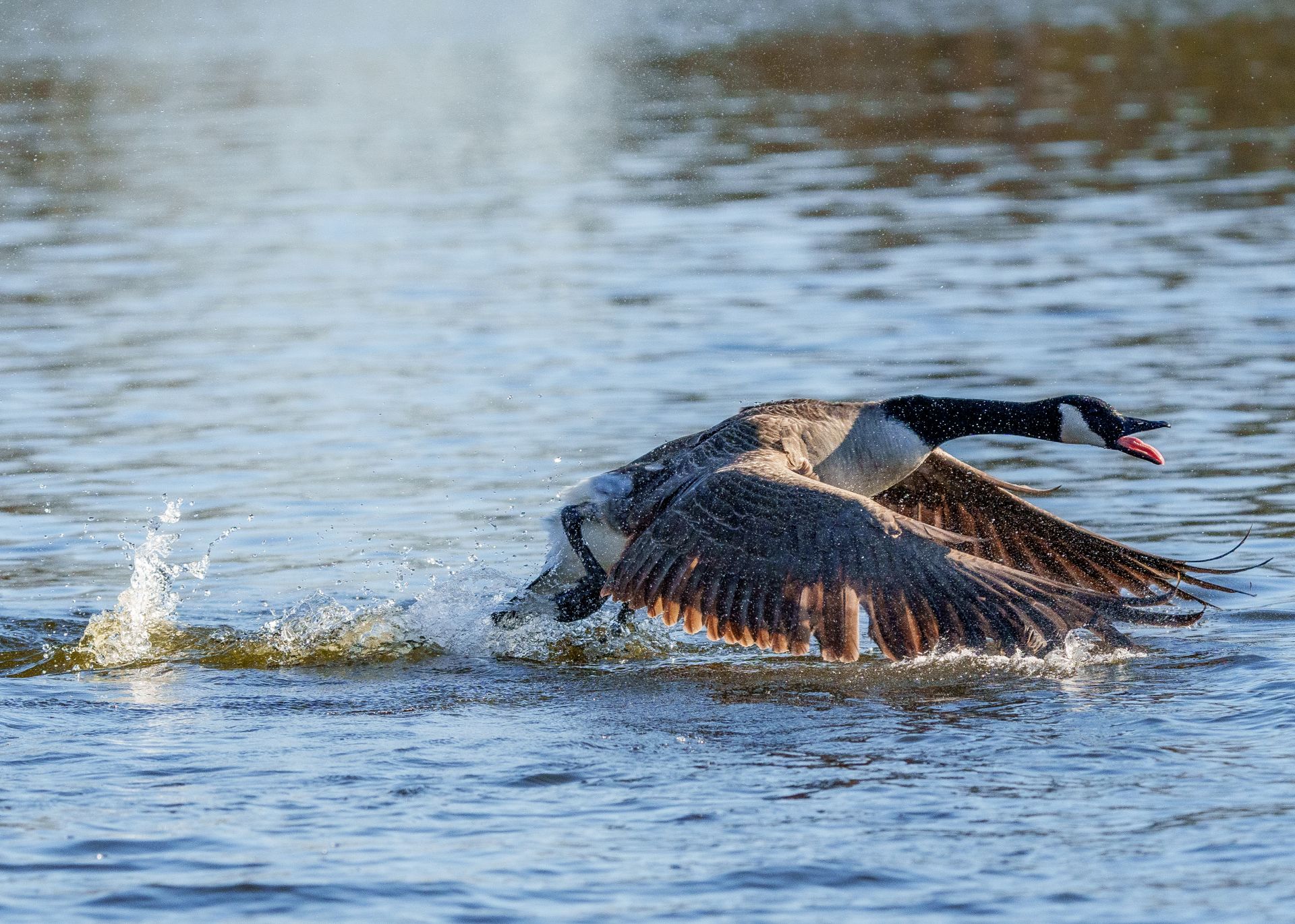 A Canada Goose gracefully lands on the water, creating ripples and splashes under the bright sunlight.