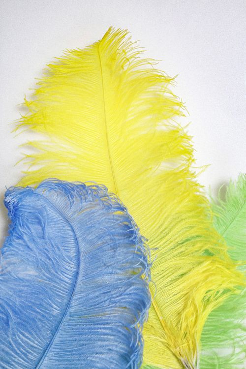 Free Vibrant blue, yellow, and green feathers arranged on a white surface. Stock Photo