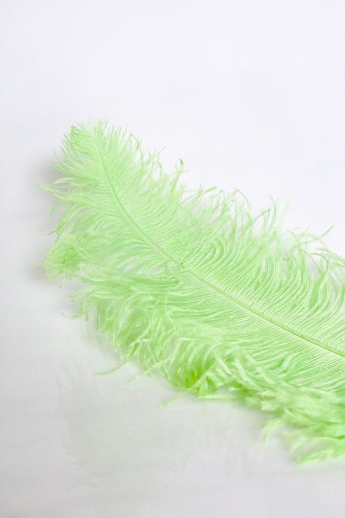 Free Close-up of a bright green feather against a white background for design use. Stock Photo