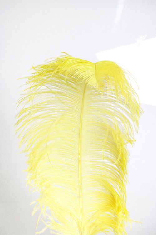 Free A vibrant yellow feather isolated on a white background, showcasing delicate details. Stock Photo