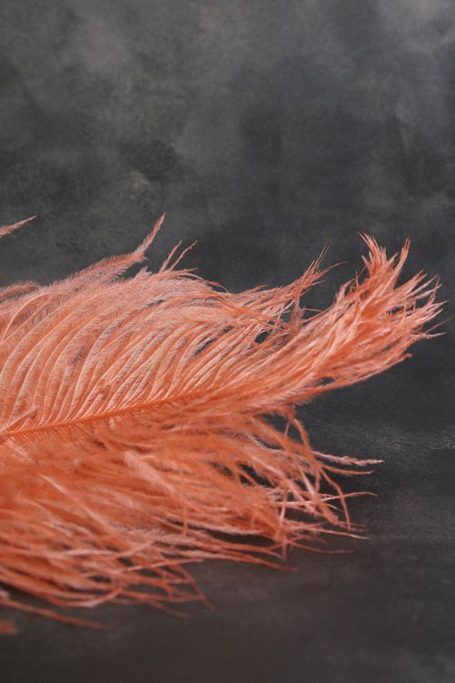 Free Close-up of a vibrant orange feather against a dark textured backdrop, creating a striking contrast. Stock Photo