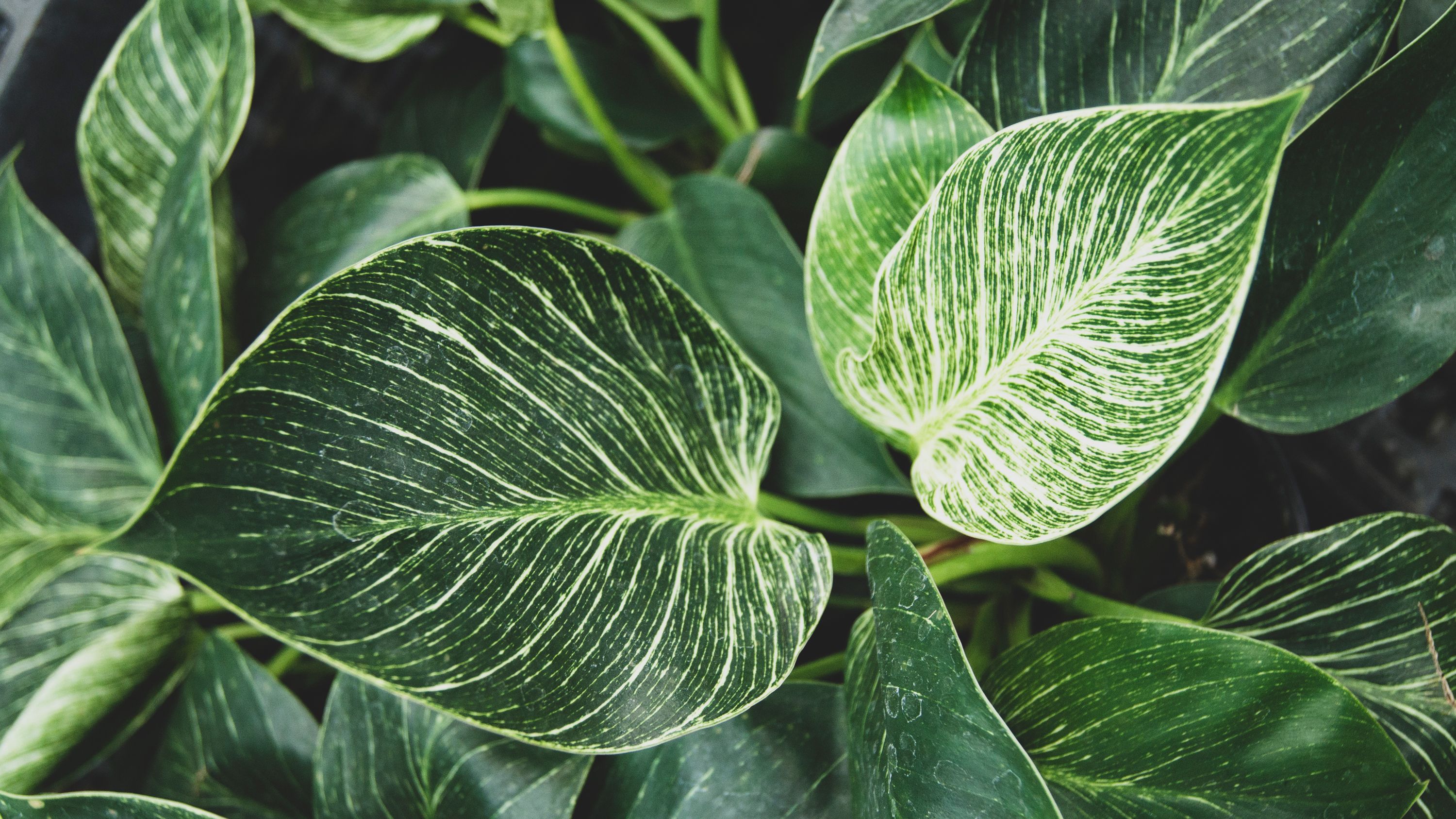 Philodendron Florida Ghost