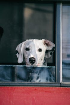 一只可爱的斑点狗好奇地从车窗向外张望，展示着它迷人的斑点