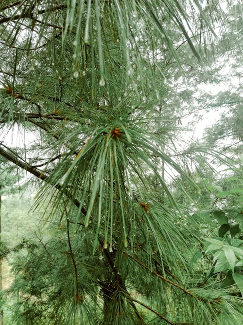Free stock photo of nature, needles, pines