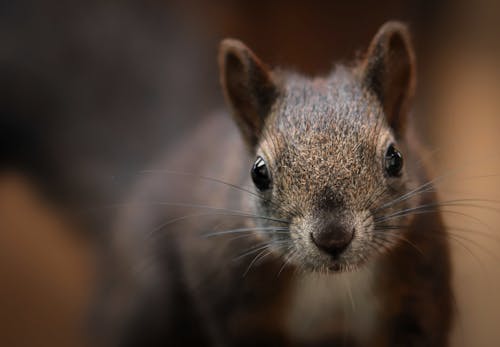 Kostenlos Kostenloses Stock Foto zu eichhörnchen, nagetier, pelz Stock-Foto