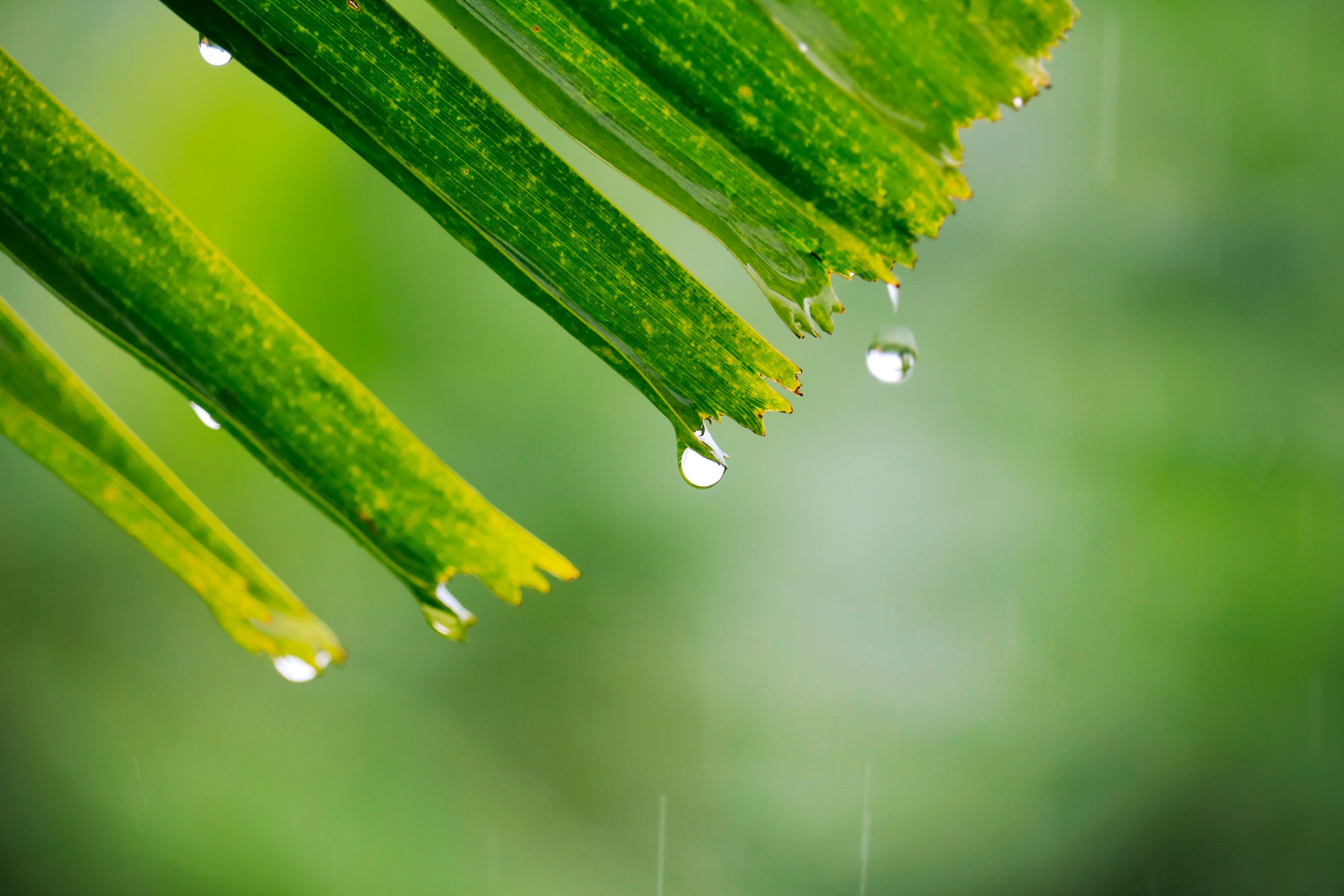 Raindrops on Tropical Leaf in Focus · Free Stock Photo