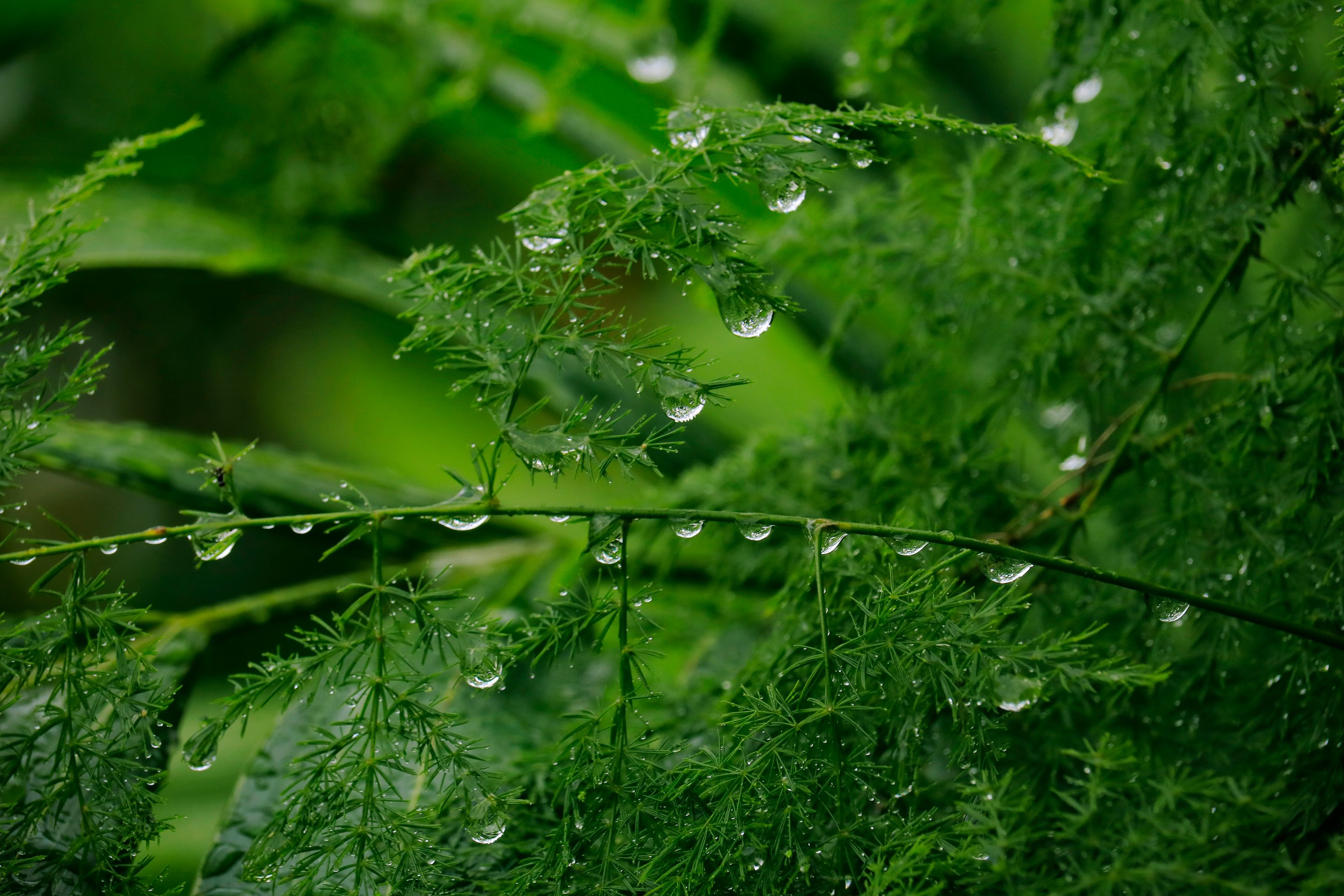 cannabis, hemp oil, cannabis benefits — Photo by Samuel Nuñez on Pexels