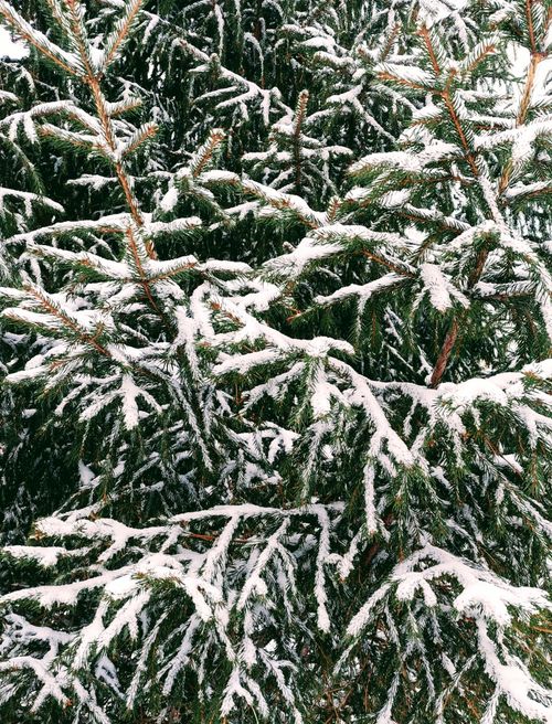 Free A close-up of snow-covered evergreen branches in a winter forest setting, showcasing nature's beauty. Stock Photo
