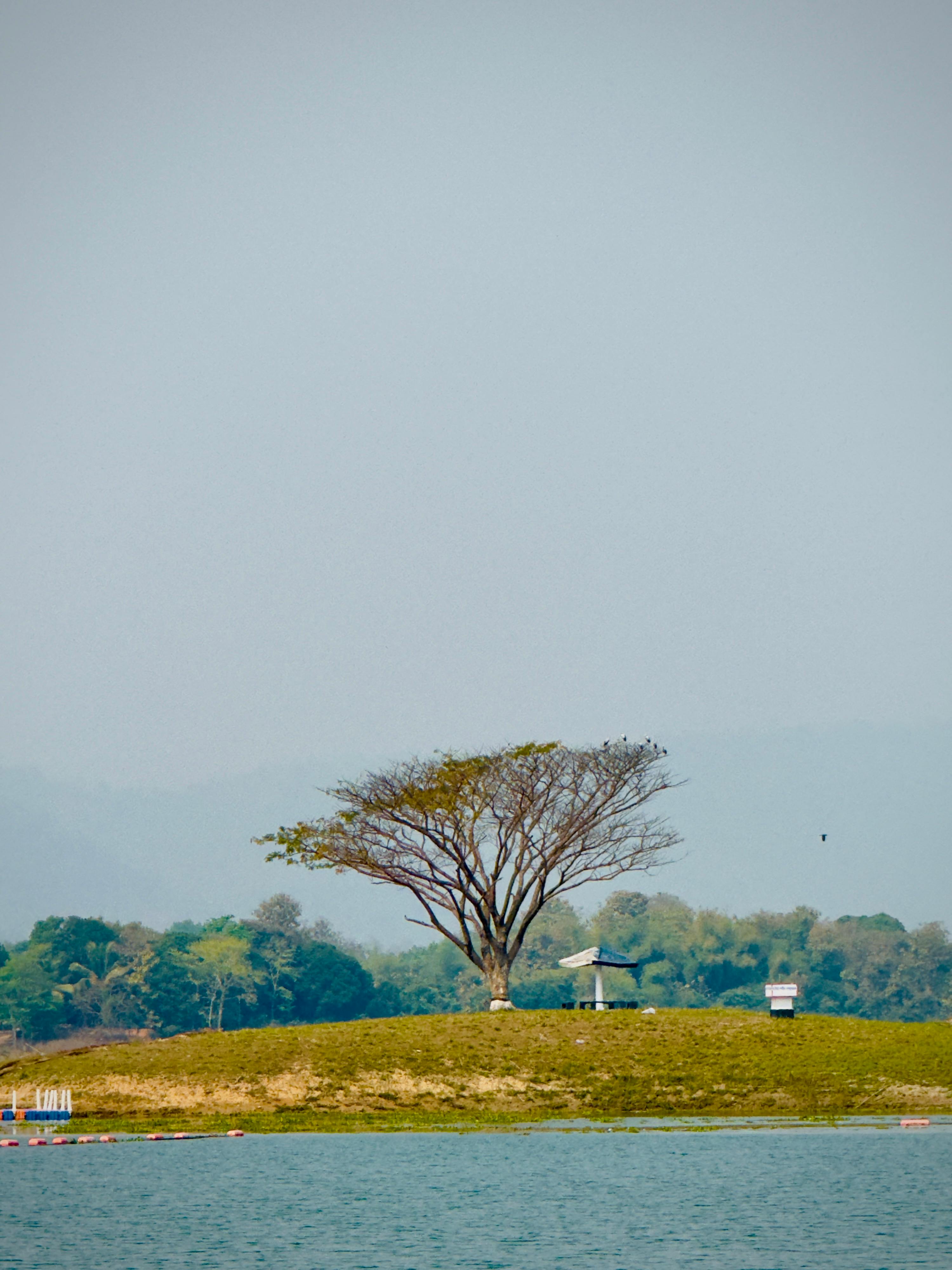 solitary tree on hill by serene lakeside