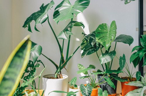 Free A vibrant collection of tropical houseplants indoors, with sunlight streaming through. Stock Photo