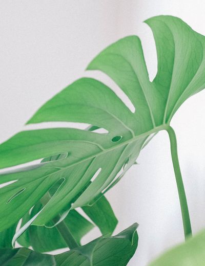Monstera Albo Variegata