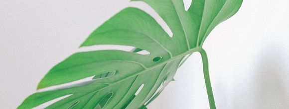 Golden pothos indoor plant