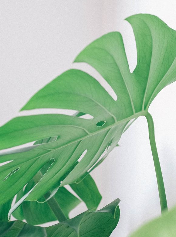 Botanical wall art with green plants