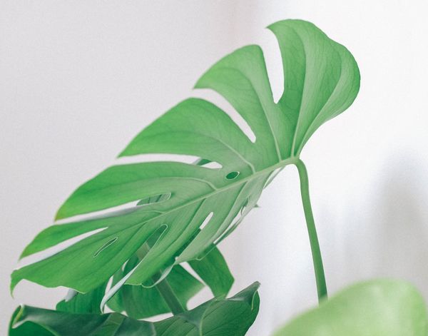 Trầu Bà Lá Xẻ