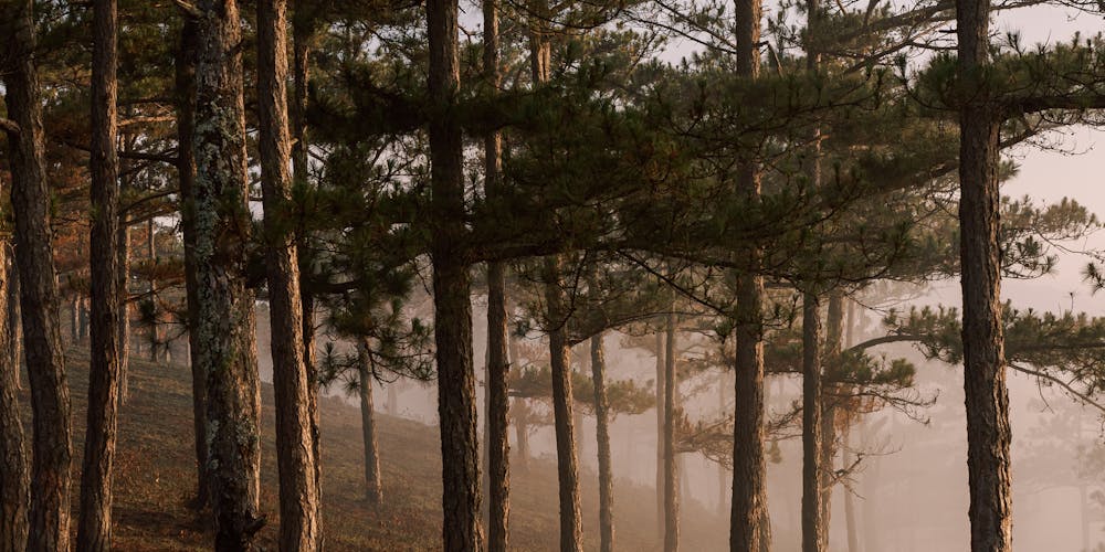 Curso de Mindfulness Homologado para Profesionales