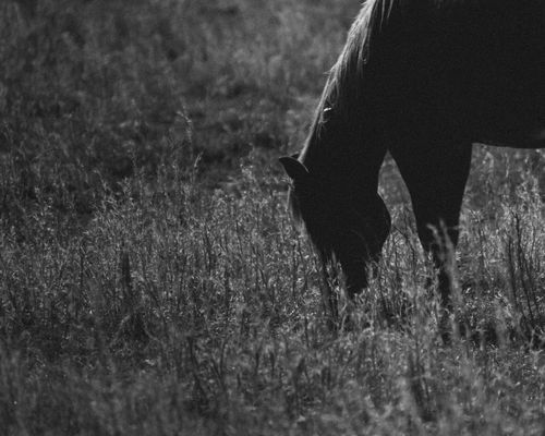 Free A monochrome image of a horse grazing in a field, creating a serene and timeless scene. Stock Photo