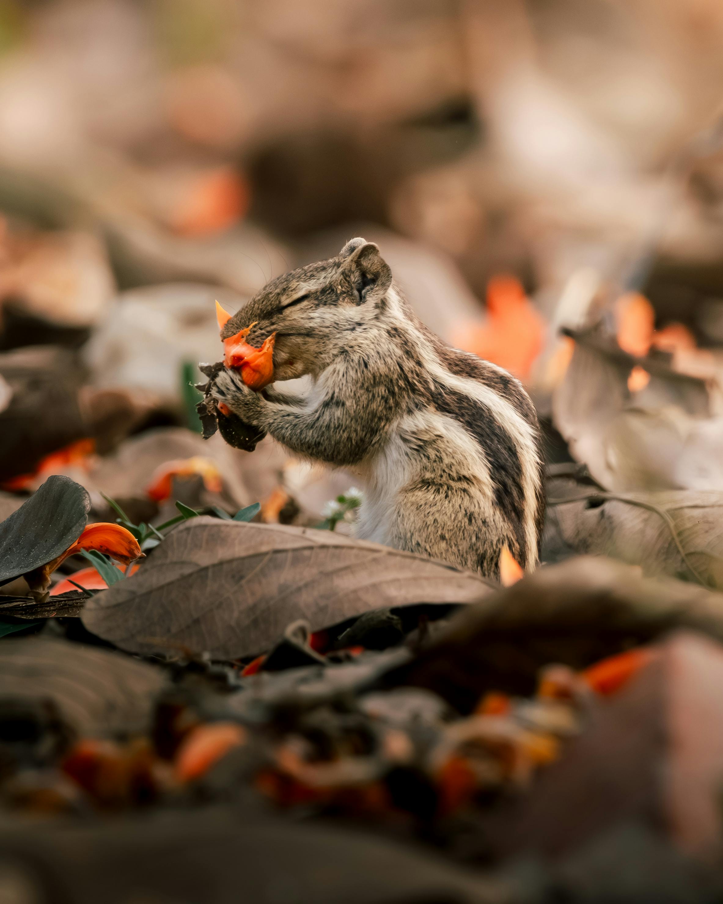 A squirrel enjoying a vibrant bloom amongst fallen leaves in Purbasthali, India.