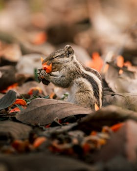 A squirrel enjoying a vibrant bloom amongst fallen leaves in Purbasthali, India.
