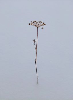 A delicate cow parsnip in a snowy field captures the essence of winter's minimal beauty.