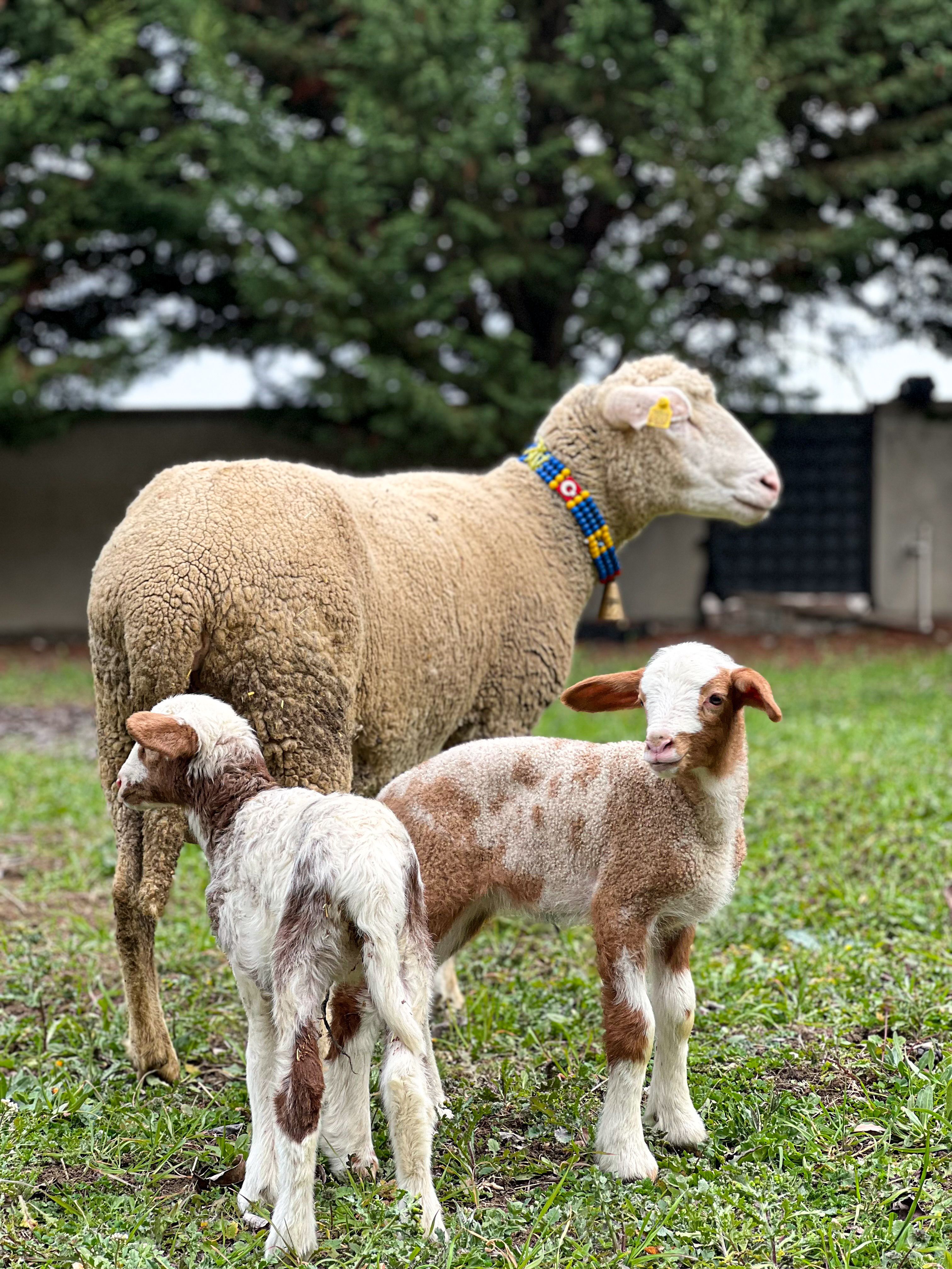 Sheep and Lambs Grazing in Pastoral Setting · Free Stock Photo