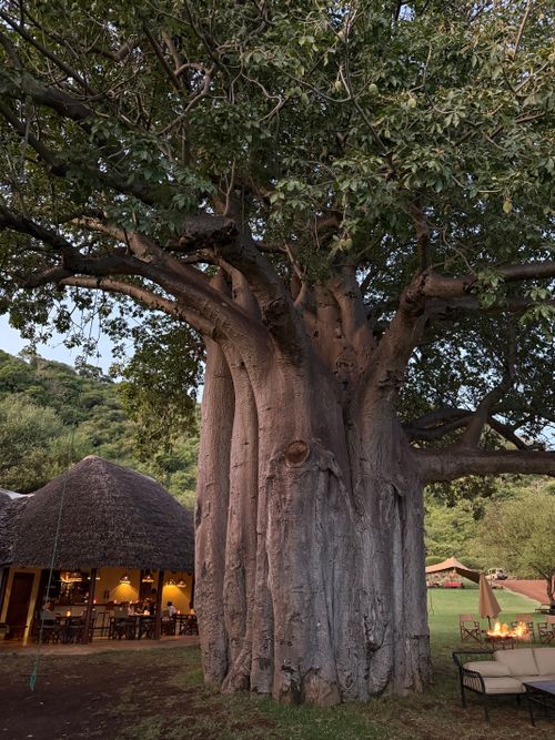 Free A grand baobab tree stands tall near a rustic lodge in a verdant setting, perfect for eco-travel enthusiasts. Stock Photo