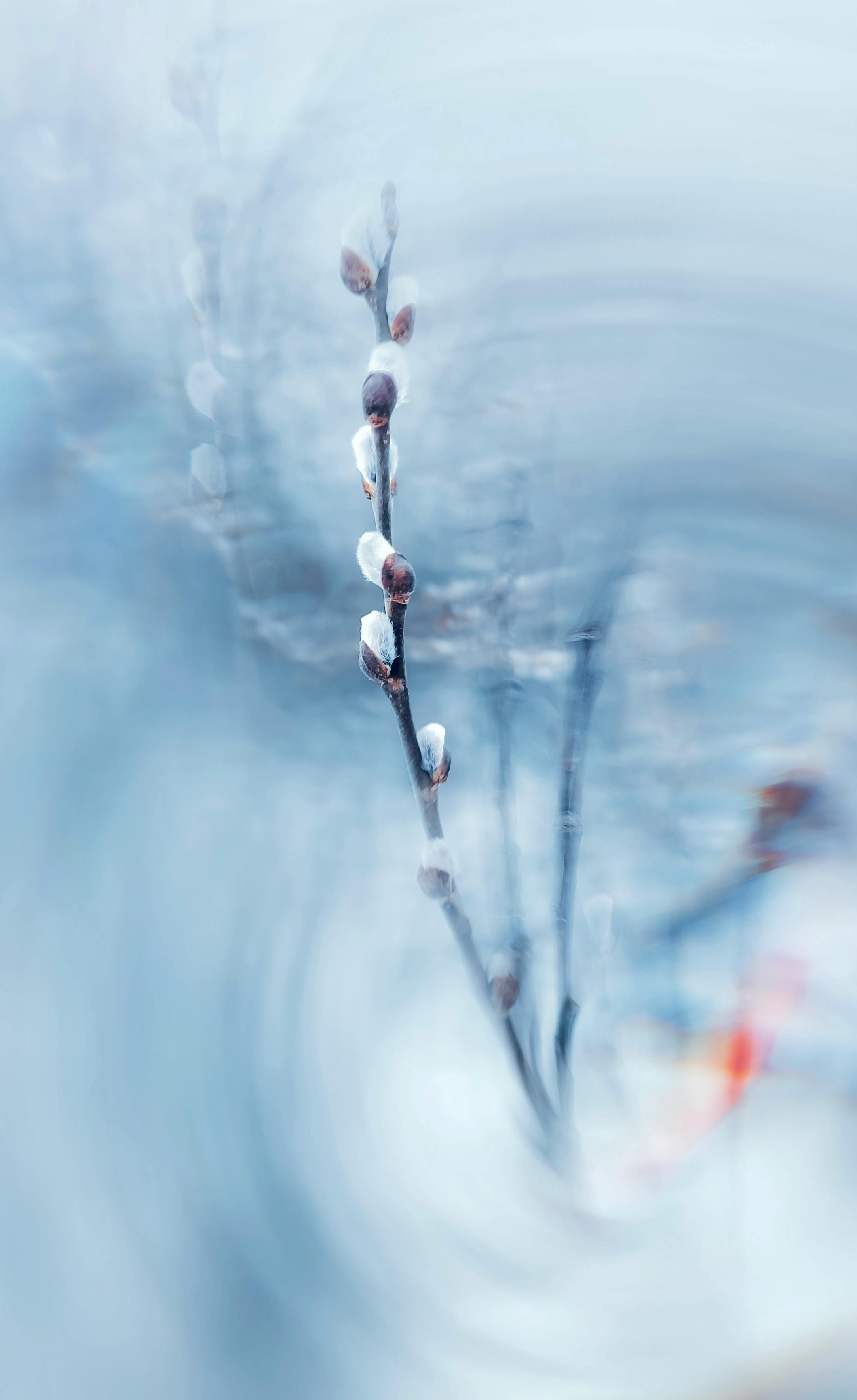 Artistic image of a soft-focused willow branch with blurred background.