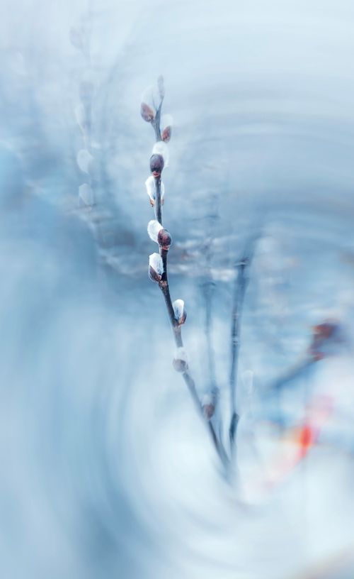 Free Artistic image of a soft-focused willow branch with blurred background. Stock Photo